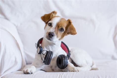 does loud music hurt dogs ears? exploring the effects of noise on canine hearing